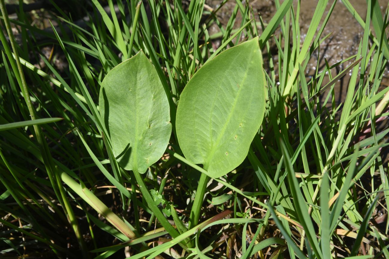 Image of Alisma plantago-aquatica specimen.