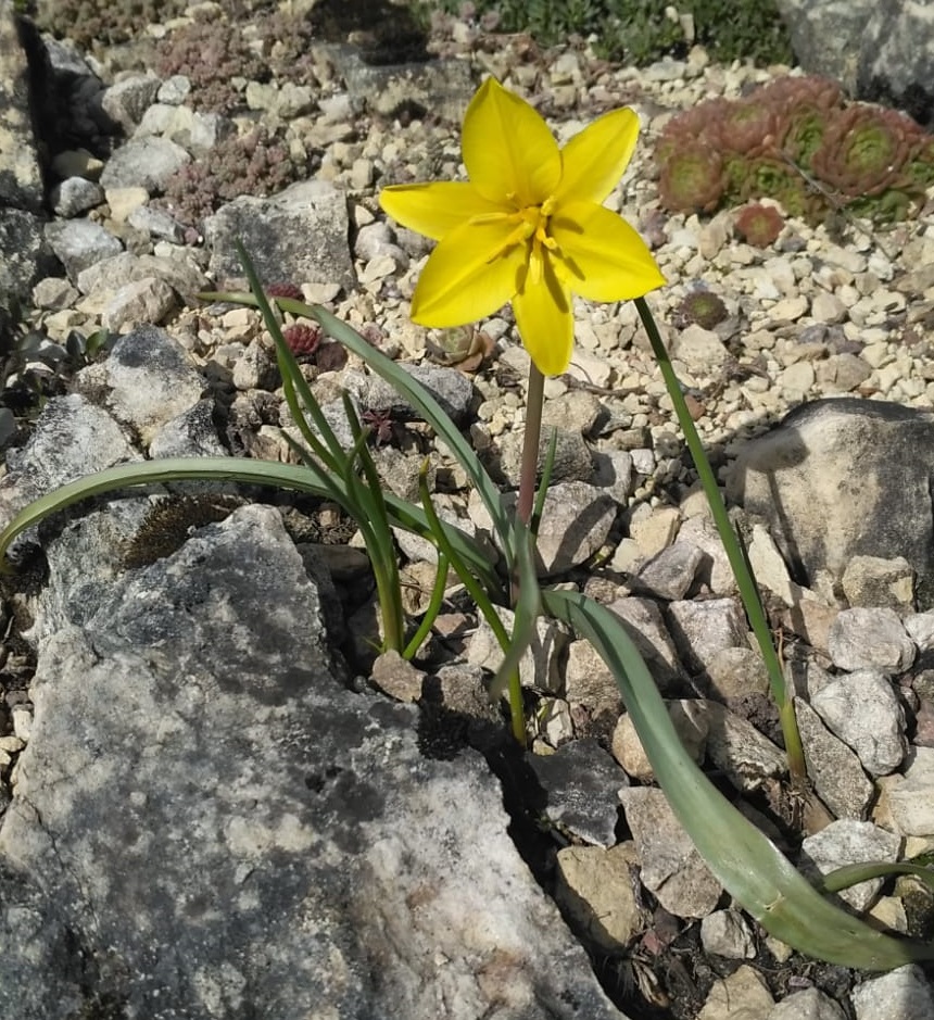 Изображение особи Tulipa uniflora.