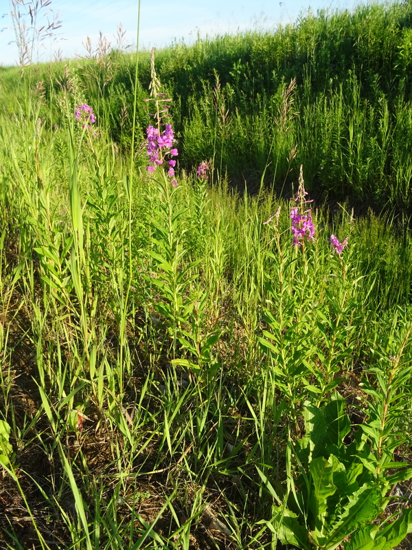 Изображение особи Chamaenerion angustifolium.