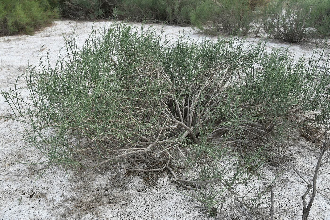 Image of Halostachys belangeriana specimen.