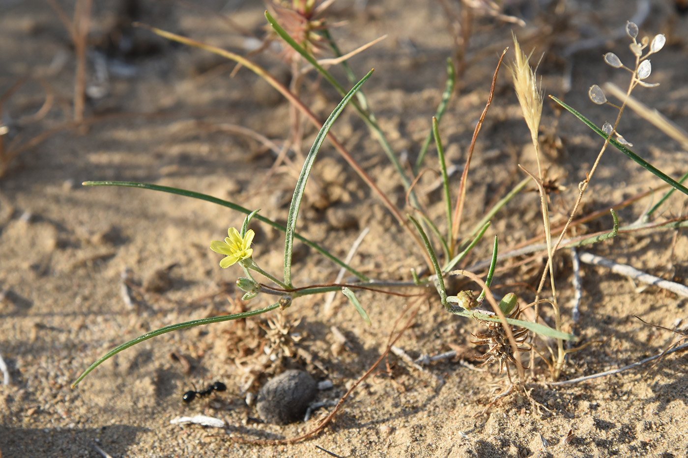 Image of Koelpinia linearis specimen.