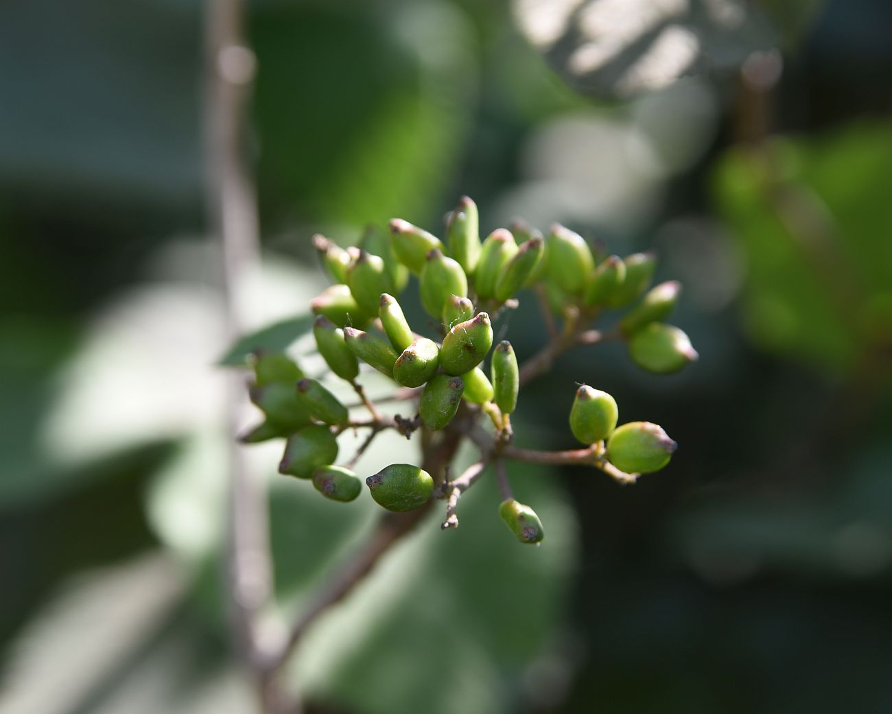 Image of Viburnum lantana specimen.