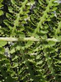 Athyrium distentifolium. Часть вайи с сорусами (вид на нижнюю поверхность). Мурманская обл., окр. пос. Дальние Зеленцы. 07.08.2010.