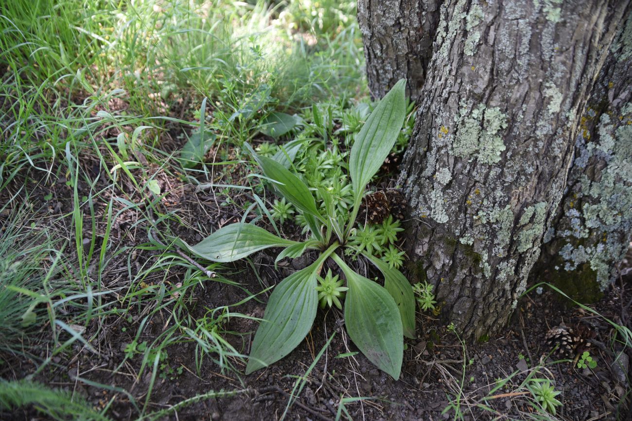 Изображение особи Plantago urvillei.