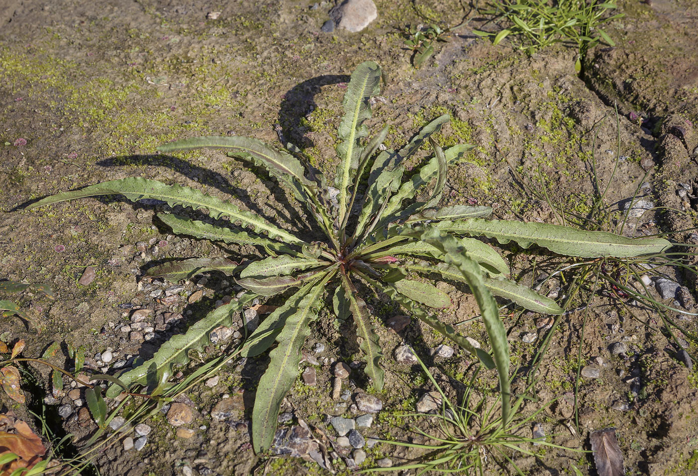 Image of genus Rumex specimen.