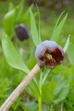 Fritillaria latifolia. Верхушка побега с цветком. Адыгея, Фишт-Оштеновский массив, лагерь-приют \"Фишт\", 1580 м н.у.м., луг на берегу реки. 11.06.2017.