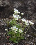 Micranthes merkii. Цветущие растения на осыпи. Камчатский край, Елизовский р-н, природный парк \"Вулканы Камчатки\", южный участок, кластер \"Налычевский\", подножие вулкана Дзензур, берег р. Шайбная. 23.08.2022.