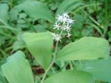 Smilacina dahurica