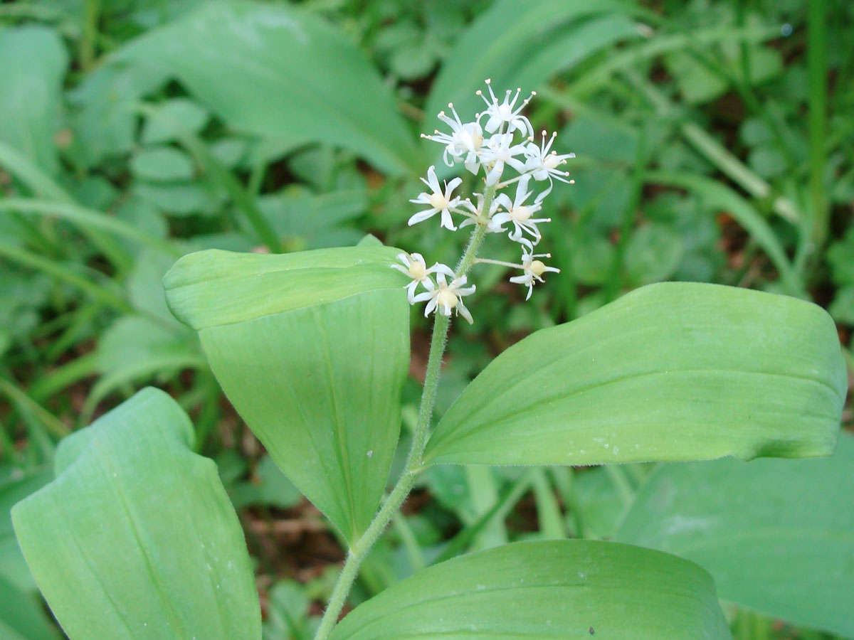 Изображение особи Smilacina dahurica.