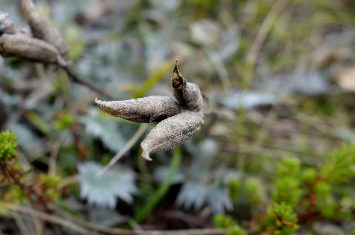 Image of Oxytropis kamtschatica specimen.