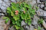 Potentilla megalantha. Плодоносящее растение. Курильские о-ва, о-в Кунашир, мыс Сукачёва, у подножия скалы. 22.08.2022.