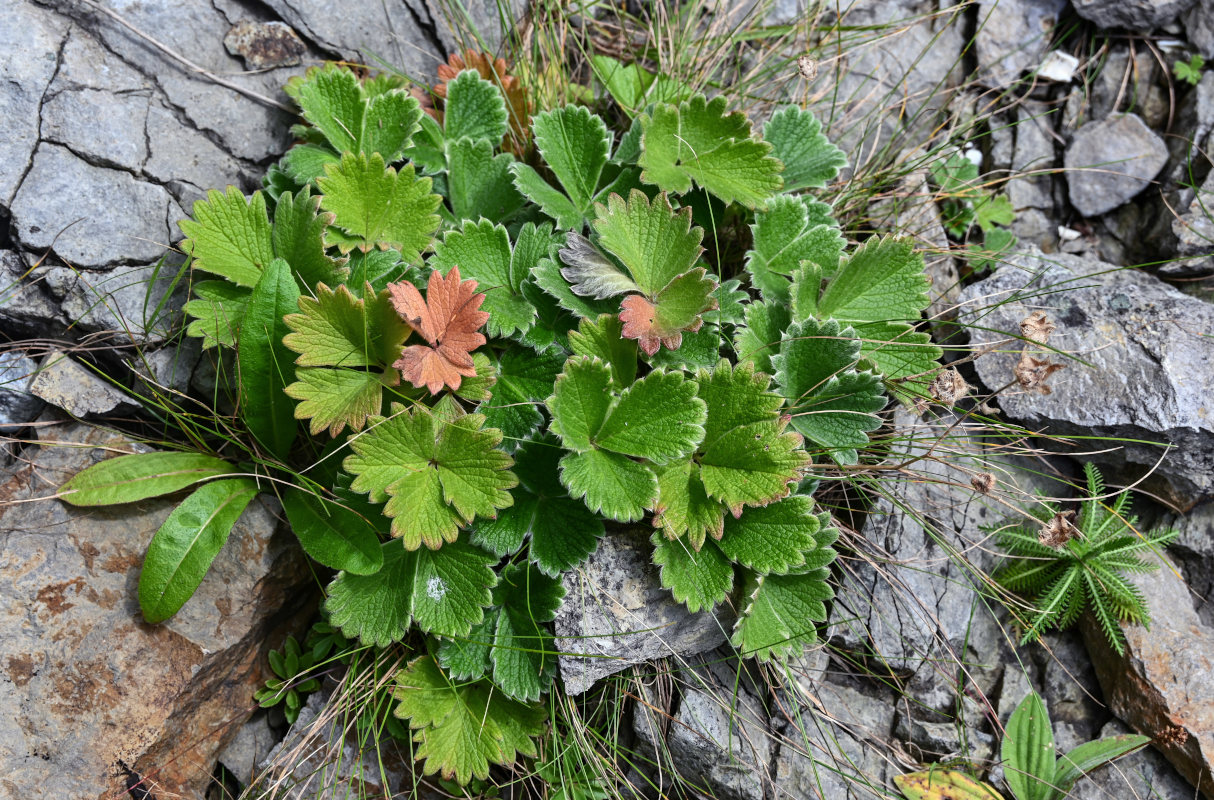 Изображение особи Potentilla megalantha.