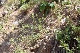 Crepis подвид turkestanica