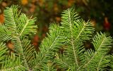 Abies veitchii