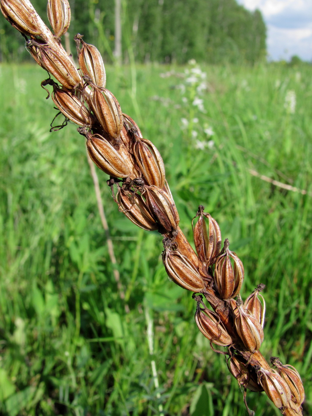 Изображение особи Platanthera bifolia.