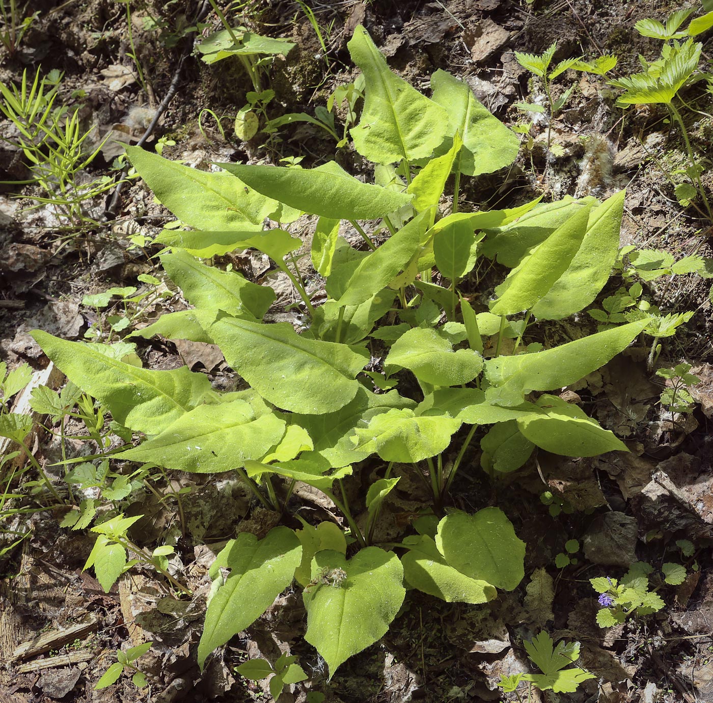 Изображение особи Pulmonaria obscura.