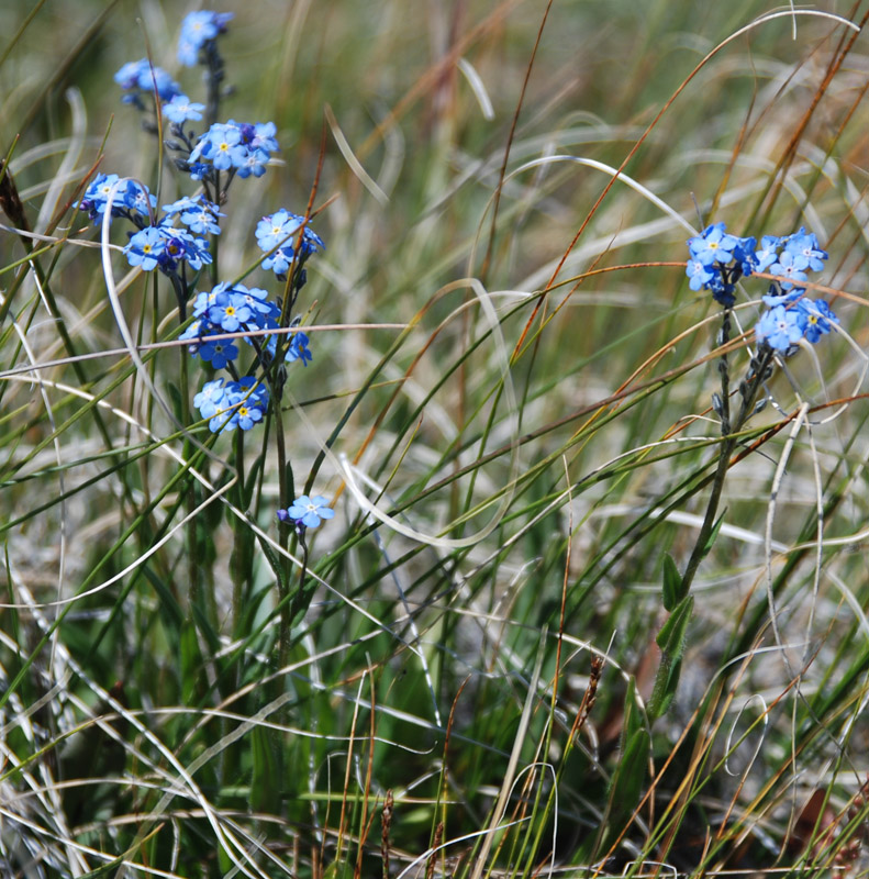 Изображение особи род Myosotis.