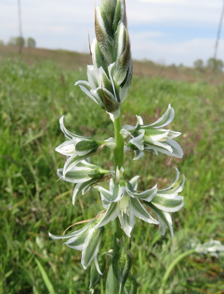 Image of Ornithogalum boucheanum specimen.