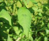 Persicaria lapathifolia