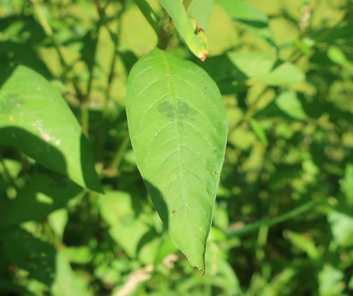 Изображение особи Persicaria lapathifolia.