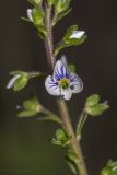 Veronica serpyllifolia