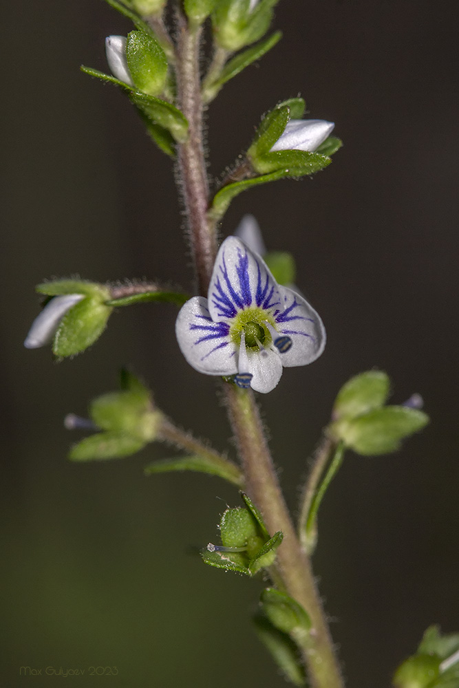 Изображение особи Veronica serpyllifolia.