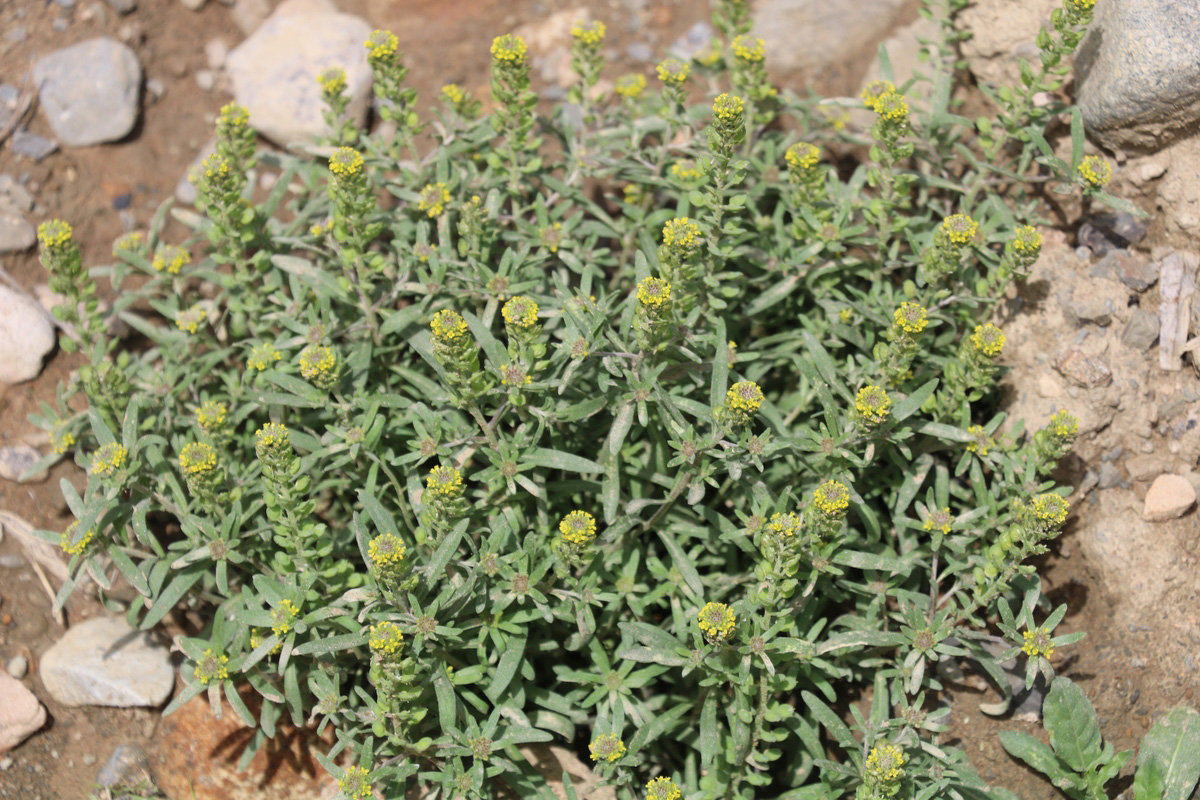 Image of Alyssum turkestanicum var. desertorum specimen.