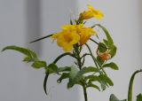 Tecoma stans