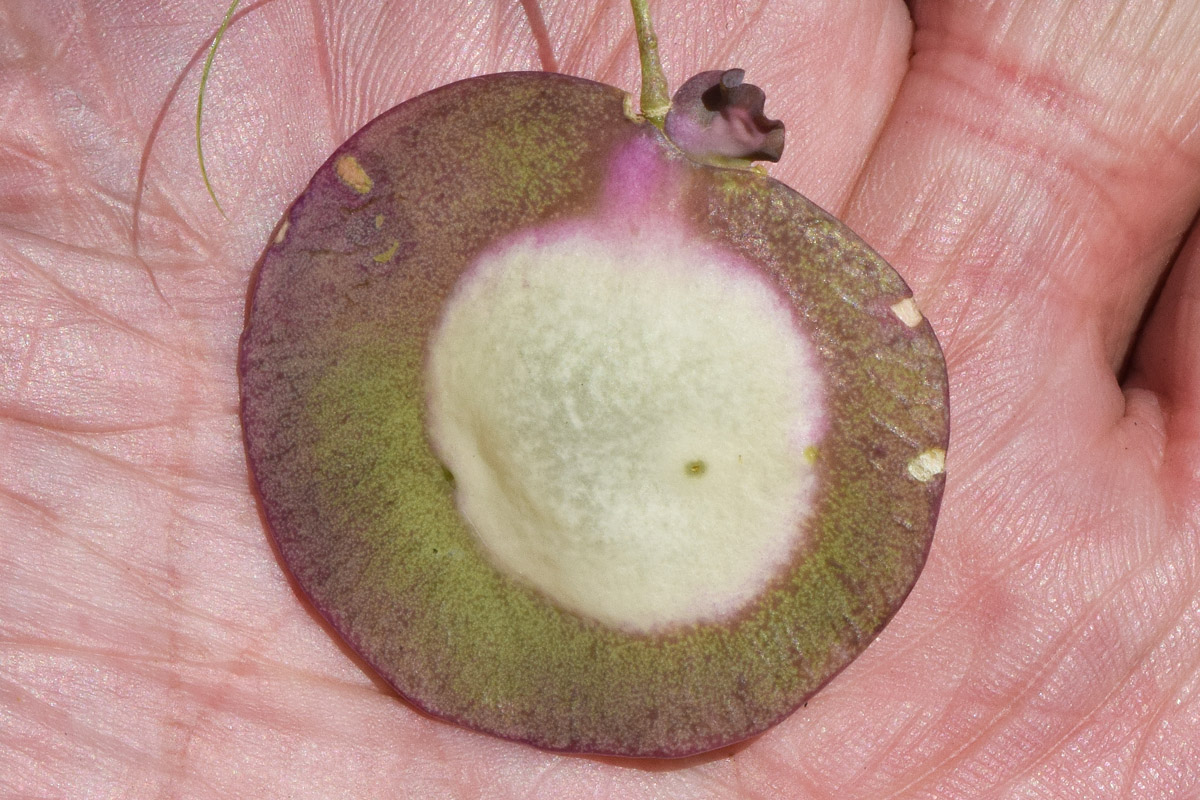 Image of Megacarpaea orbiculata specimen.