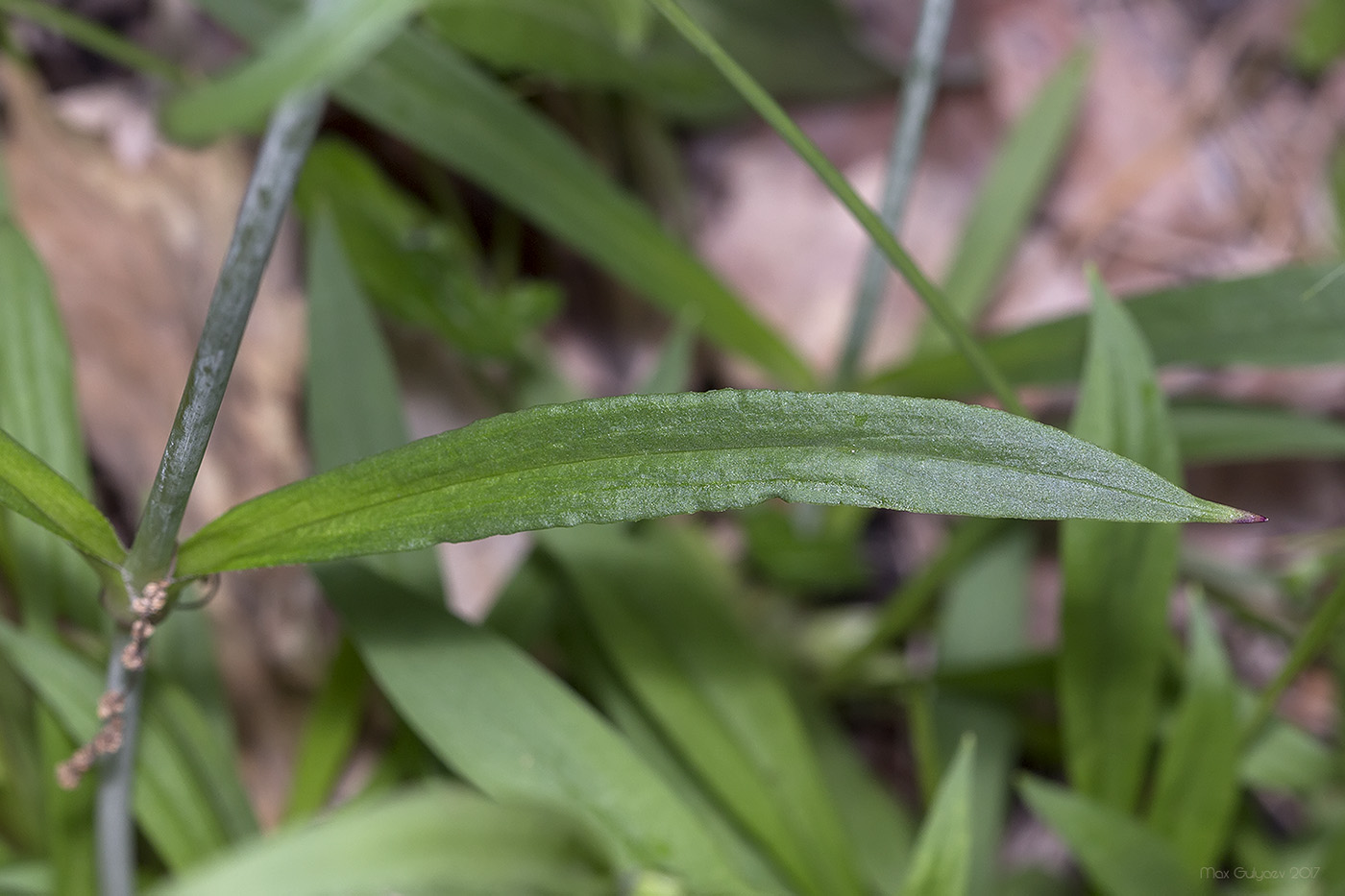 Изображение особи Viscaria vulgaris.