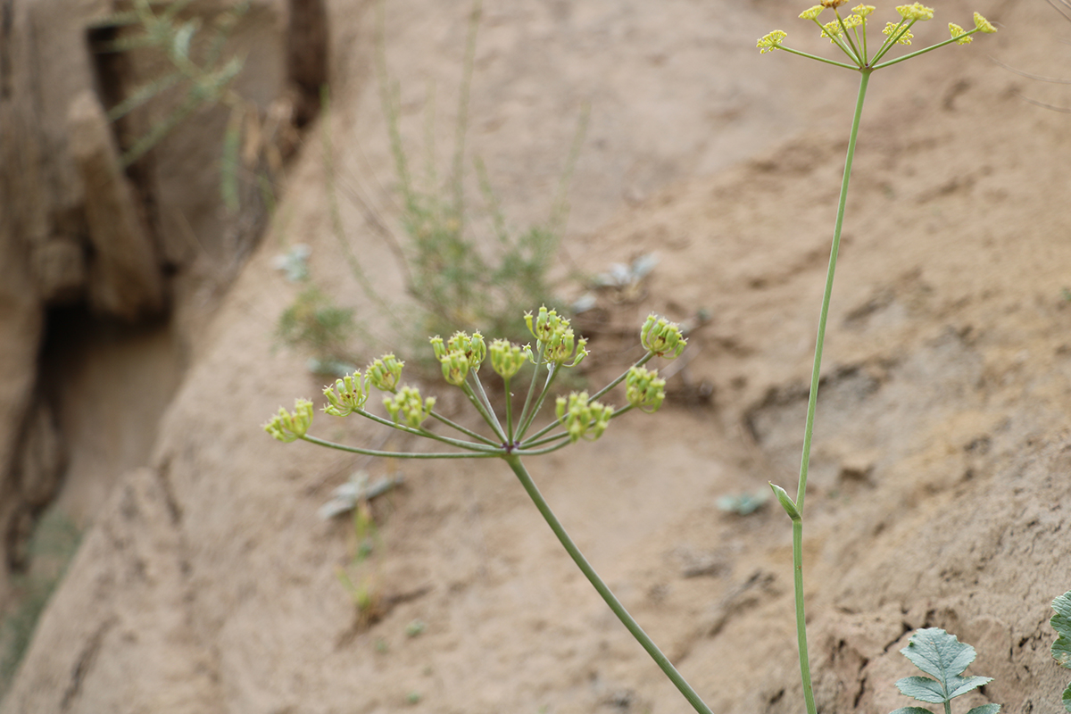 Image of Ladyginia bucharica specimen.