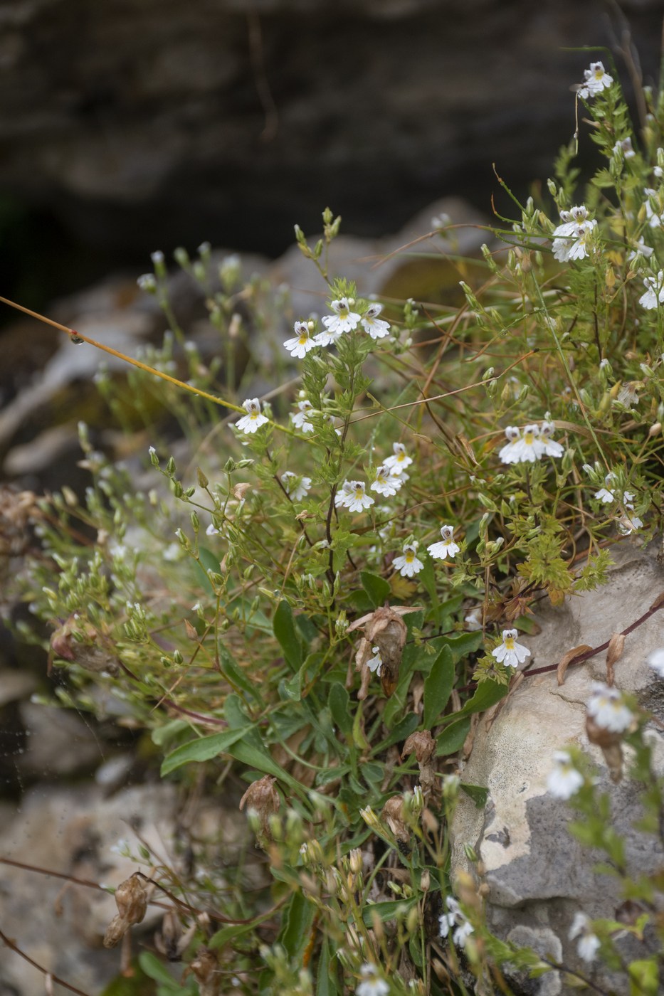 Изображение особи Euphrasia petiolaris.