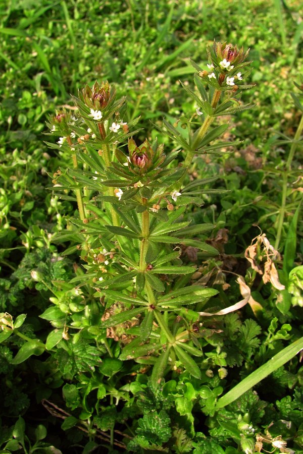 Изображение особи Galium tricornutum.