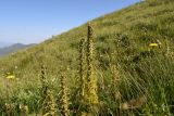 род Pedicularis. Отцветшие растения. Чечня, Итум-Калинский р-н, северный отрог горы Чархунышкорт, западный склон, выс. 2400 м н.у.м, травянистый склон. 7 августа 2023 г.