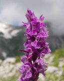 Dactylorhiza euxina. Верхушка соцветия. Адыгея, Кавказский биосферный заповедник, гора Гузерипль, южный склон, ≈ 2100 м н.у.м., образовавшаяся в результате оползня 2012 г. зарастающая крупнокаменистая осыпь. 28.06.2023.