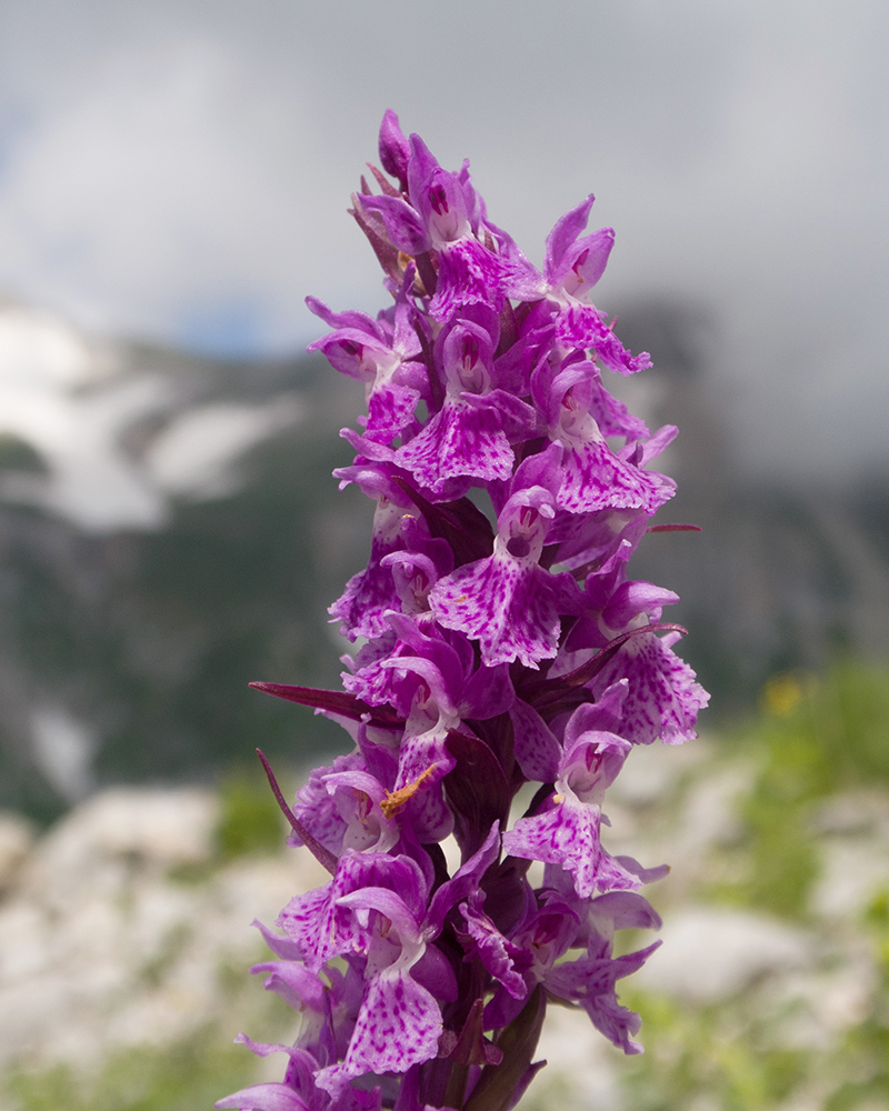 Image of Dactylorhiza euxina specimen.