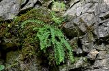 Asplenium trichomanes. Вегетирующее растение в сообществе с Geranium. Чечня, Шатойский р-н, Нихалойские водопады, поросший мхами участок скалы. 26.07.2022.