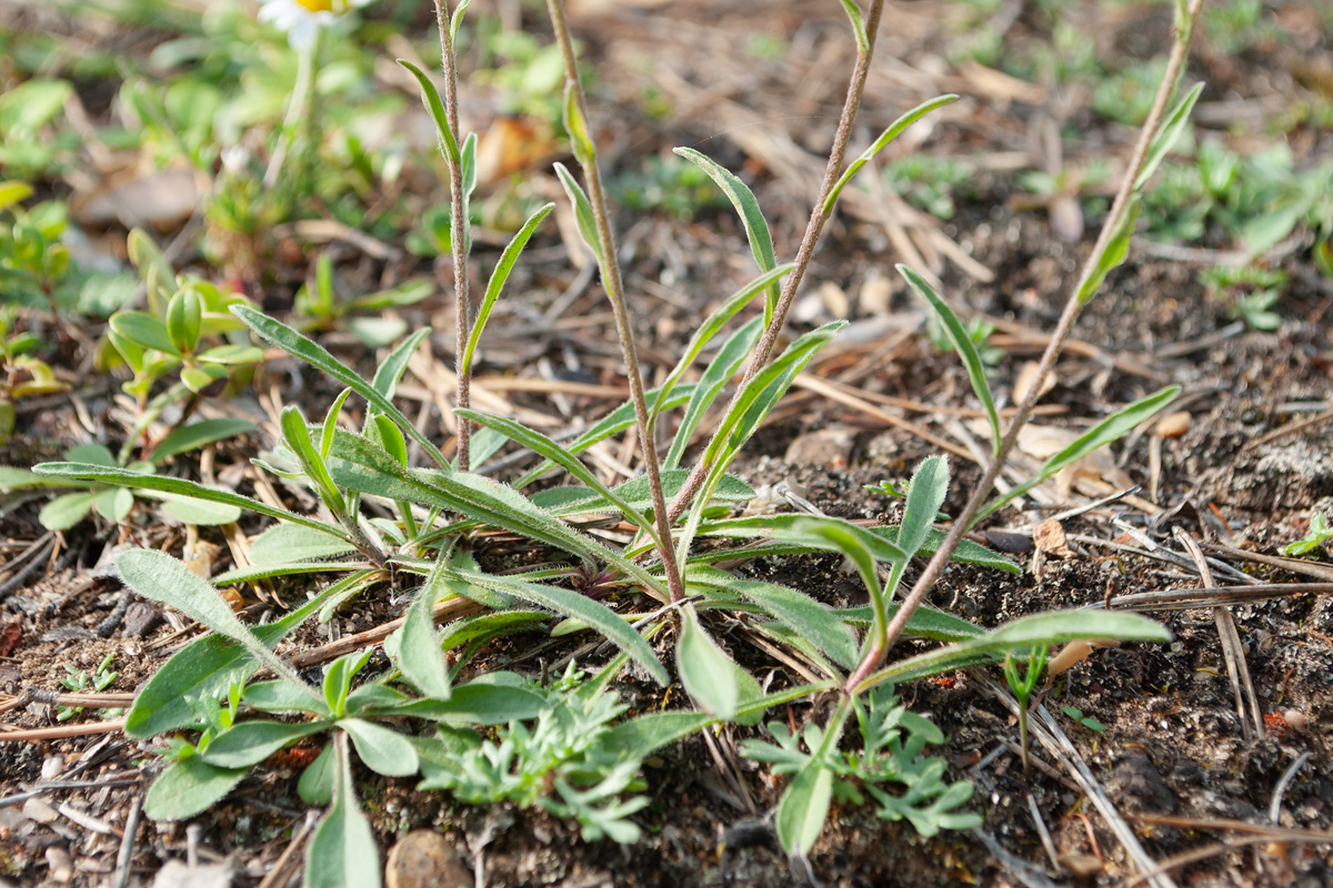 Изображение особи Aster alpinus.