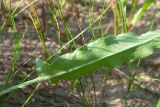 Rumex thyrsiflorus. Часть прикорневого листа (видна абаксиальная поверхность). Республика Саха (Якутия), Хангаласский улус, левый берег р. Сиинэ (Синяя) выше устья р. Сылбах, каменистый пойменный луг. 28.07.2023.