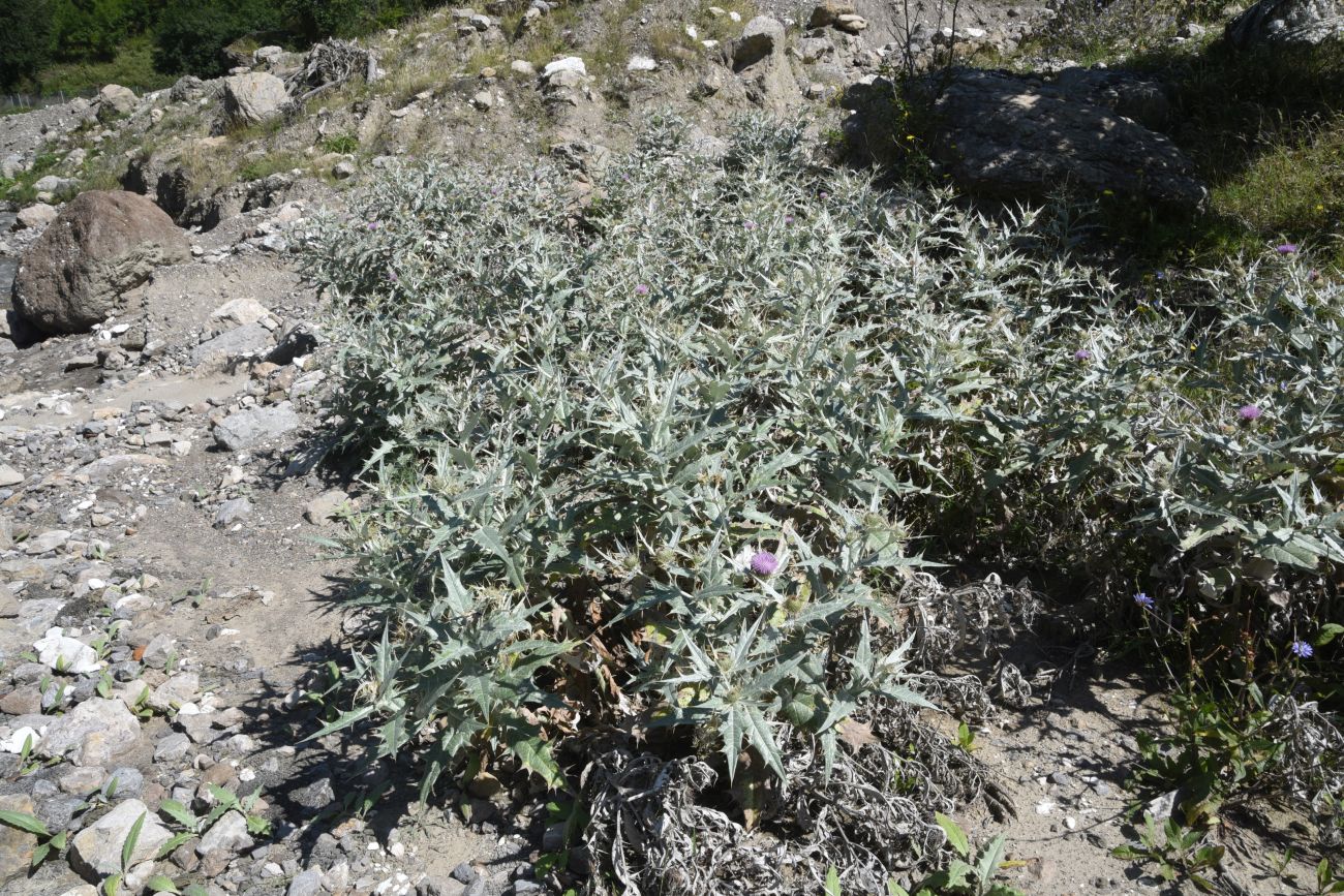 Image of Cirsium argillosum specimen.