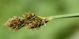 Carex lachenalii