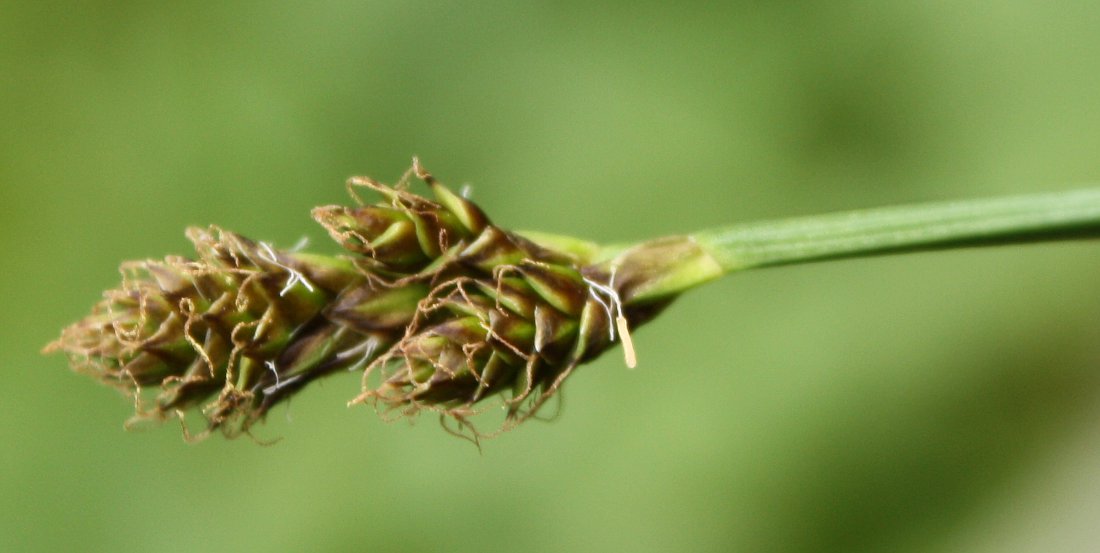 Изображение особи Carex lachenalii.