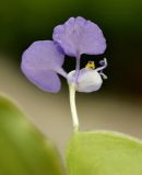 genus Commelina. Цветок (вид снизу). Таиланд, Бангкок, Донмыанг, жилой квартал, заросший газон. 11.09.2023.