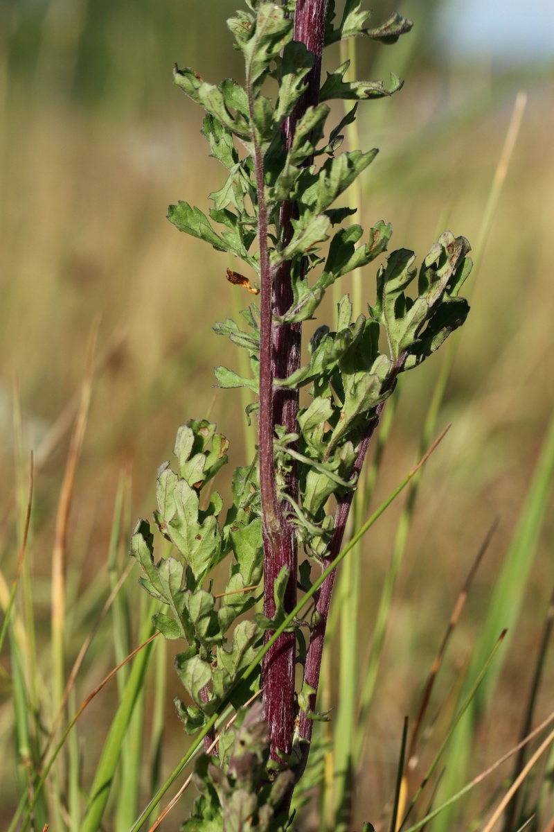 Изображение особи Senecio jacobaea.