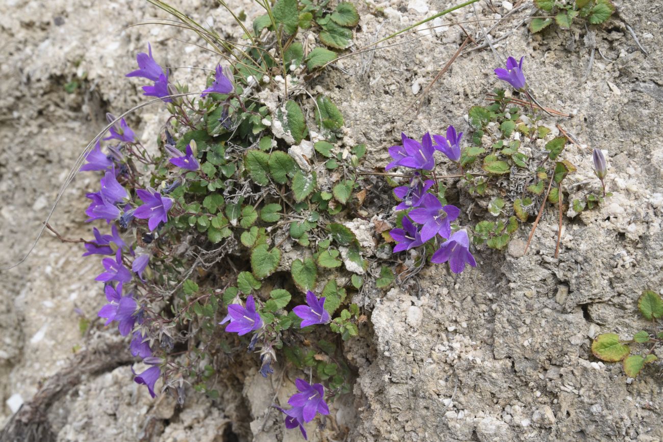 Image of Campanula andina specimen.