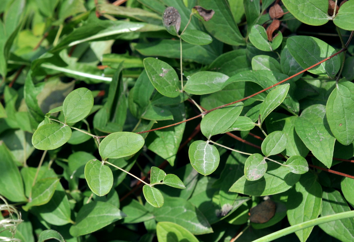Image of Clematis × natalii specimen.