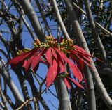 Euphorbia pulcherrima