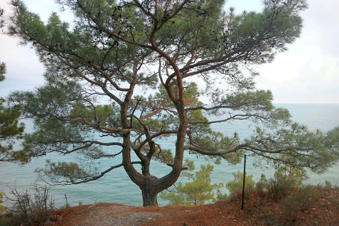 Image of Pinus pityusa specimen.