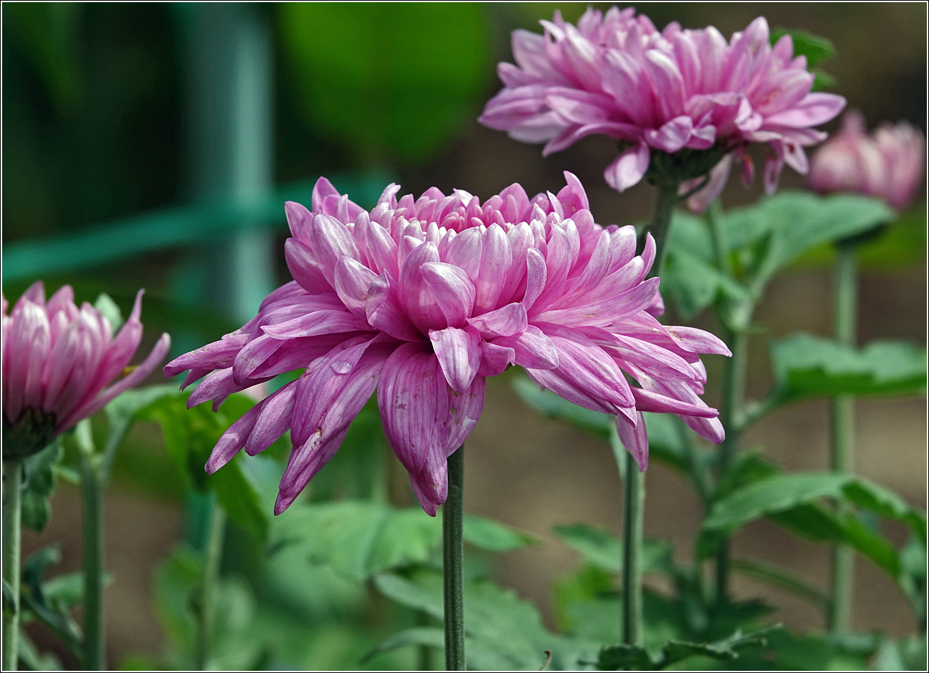 Image of Chrysanthemum indicum specimen.