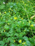 Saxifraga cymbalaria